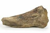 Fossil Juvenile Triceratops Brow Horn - Montana #265002-4